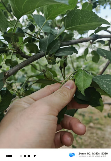 【调研】守得云开见月明:陕甘产区苹果坐果调研