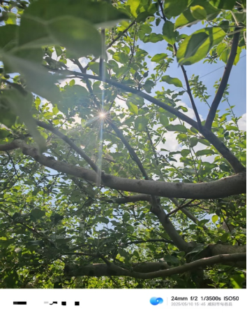 【调研】守得云开见月明:陕甘产区苹果坐果调研