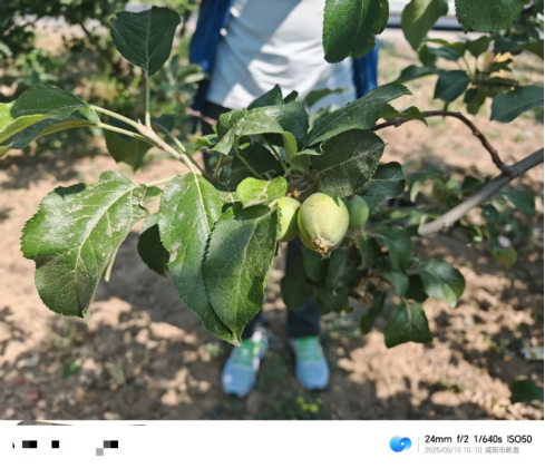 【调研】守得云开见月明:陕甘产区苹果坐果调研