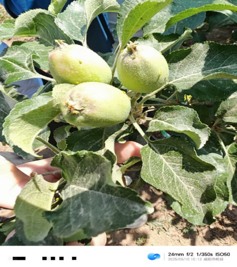 【调研】守得云开见月明:陕甘产区苹果坐果调研