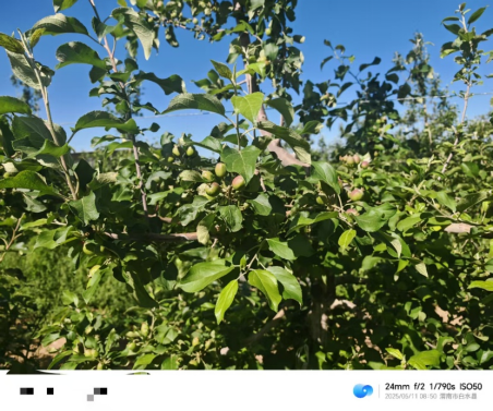 【调研】守得云开见月明:陕甘产区苹果坐果调研