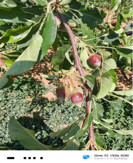 【调研】守得云开见月明:陕甘产区苹果坐果调研