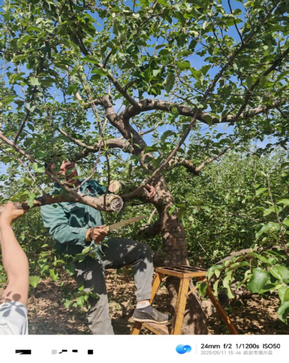 【调研】守得云开见月明:陕甘产区苹果坐果调研