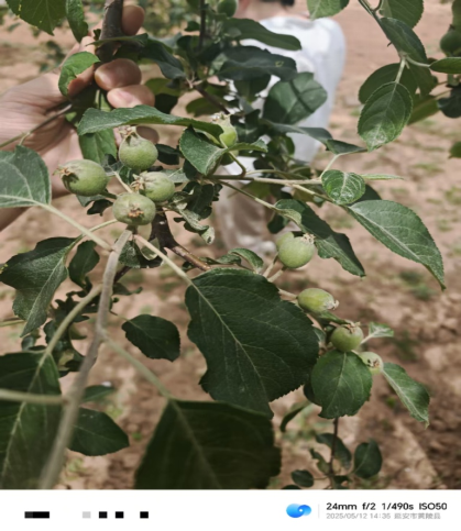 【调研】守得云开见月明:陕甘产区苹果坐果调研