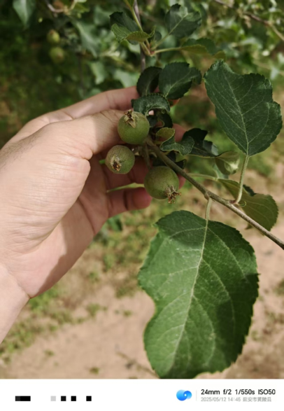 【调研】守得云开见月明:陕甘产区苹果坐果调研