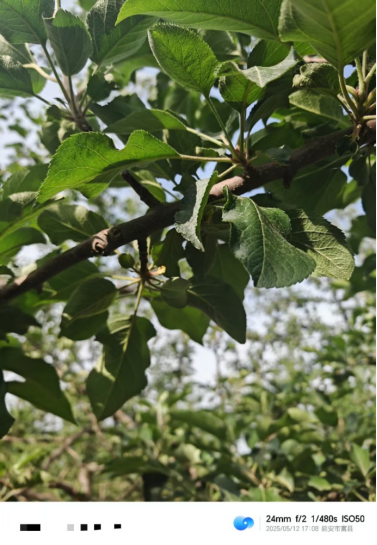 【调研】守得云开见月明:陕甘产区苹果坐果调研