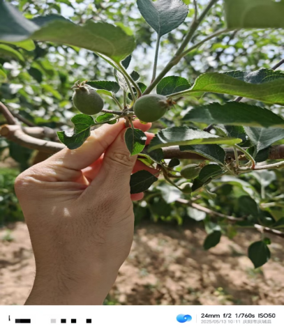 【调研】守得云开见月明:陕甘产区苹果坐果调研