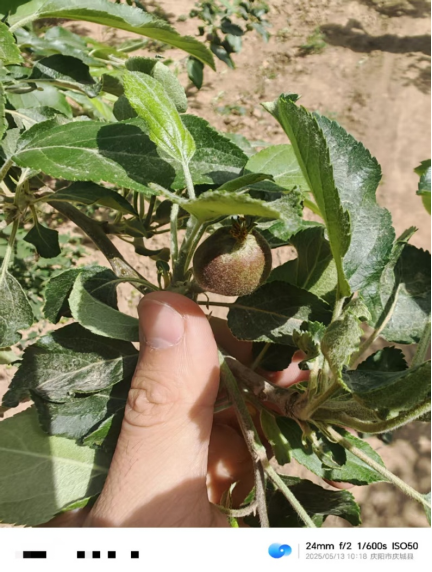 【调研】守得云开见月明:陕甘产区苹果坐果调研