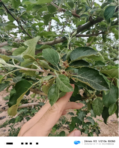 【调研】守得云开见月明:陕甘产区苹果坐果调研