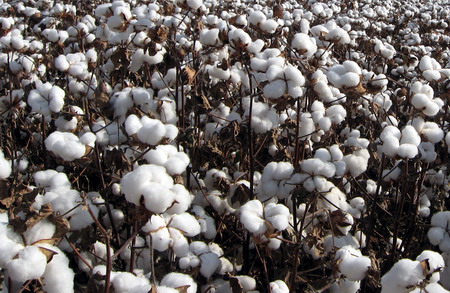 如何了解棉花期货一手价格？价格波动对棉花产业链有何影响？