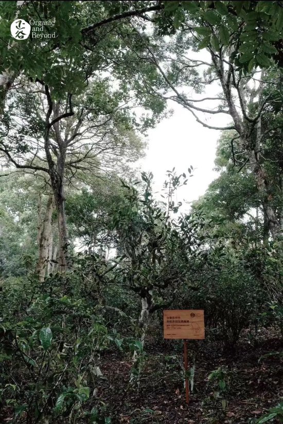 张向东:展望2025,有机食物与未来的探索和实践