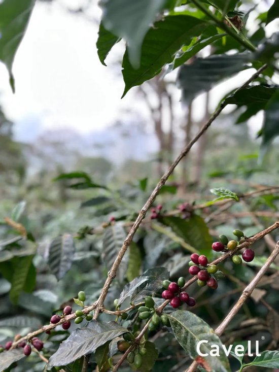 张向东:展望2025,有机食物与未来的探索和实践